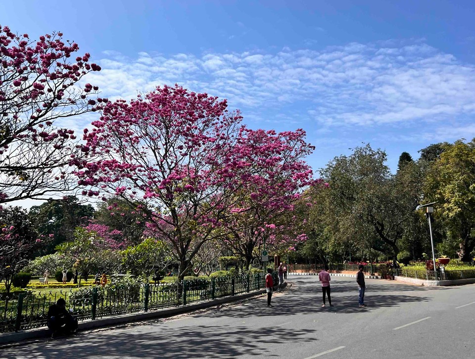 Cubbon Park